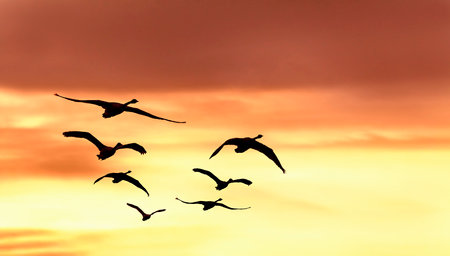 Silhouette of a swan flying in flock against the background of the setting sunの写真素材