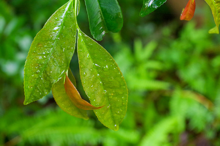 green leavesの写真素材