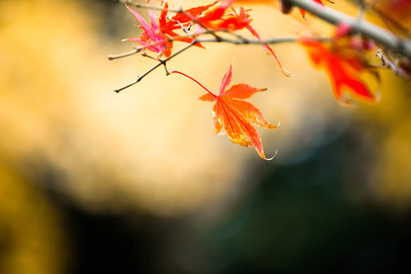 Maple Leaf