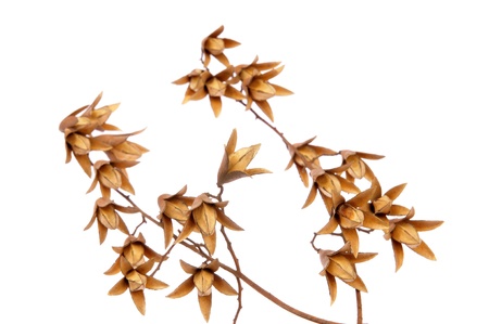 Dried wild fruits on a white background, filmed in the studio の写真素材