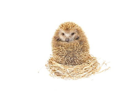 A hedgehog in the white background, filmed in the studio の写真素材