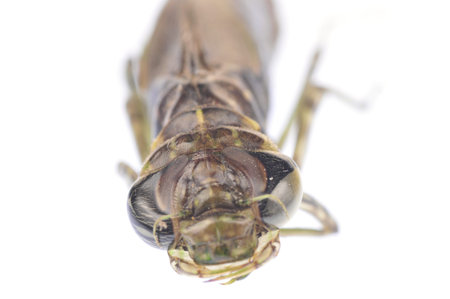 Dragonfly larvae isolated in the white, filmed in the studio の写真素材