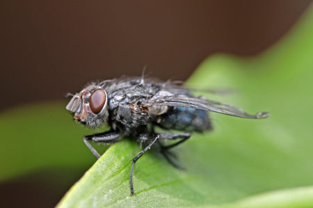Fly on green leaves, a common insects, close-up images 