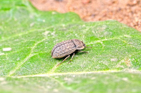 Ground beetle, a common insects, close-up images 