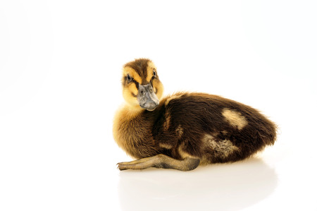 Little duck on a white background, filmed in the studio の写真素材