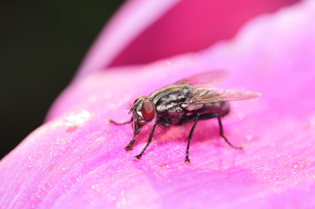 A kind of insect fliesの写真素材
