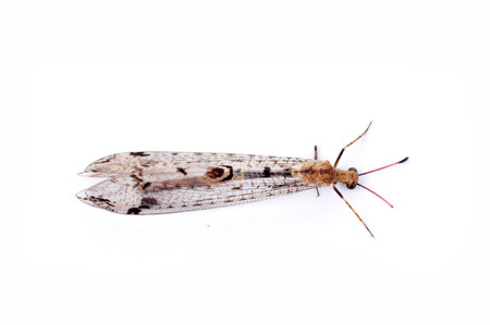 On a white background taken lacewing flies, close-up picturesの写真素材