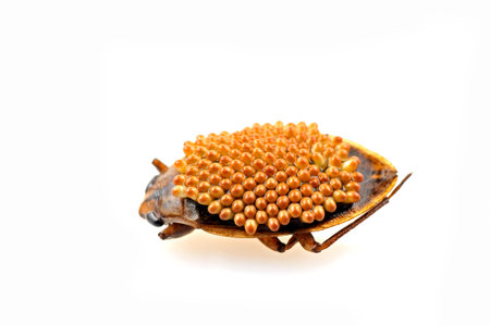 Negative sub bugs on a white background, close-up pictures の写真素材