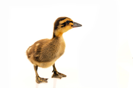 Little duck on a white background, filmed in the studio の写真素材