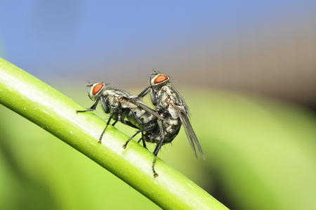two mating insectsの写真素材