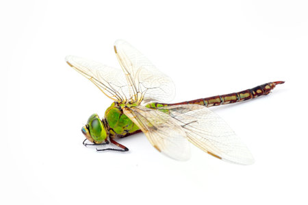 Dragonflies, taken on a white backgroundの写真素材