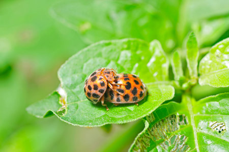 Two mating of lady beetles, a common insects, close-up images 