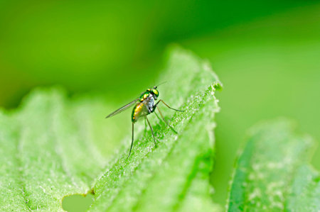 Fly, a common insects, close-up pictures, in the north of China 