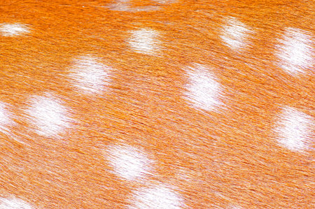 Fawn fur, there are many white spots, close-up images 
