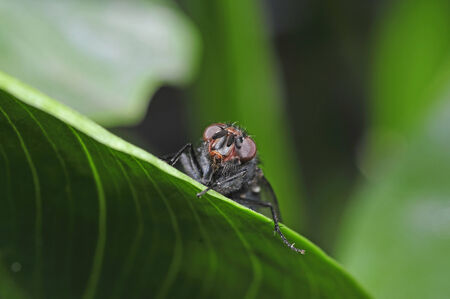 
Fly on green leaves, a common insects, close-up images の写真素材