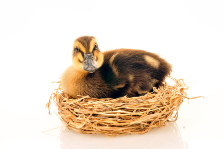 Little duck on a white background, filmed in the studio 