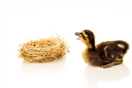 Little duck on a white background, filmed in the studio の写真素材
