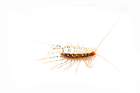The centipede on white backgroundの写真素材