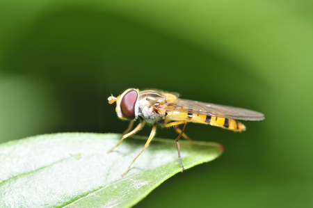 Syrphidaeの写真素材