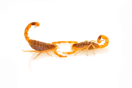 Scorpion