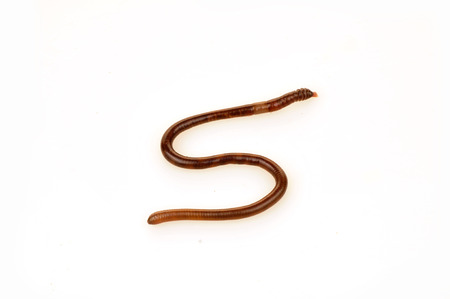 Earthwormsの写真素材