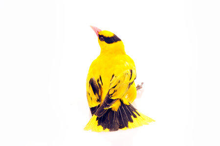 Oriole birds, taken on a white background, close-up の写真素材