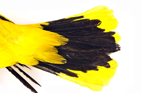 
Orioles feathers, white background, close-up pictures 
の写真素材