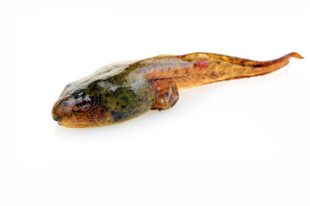 Tadpoles in close-up pictures on a white background の写真素材