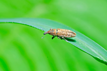 One species of insect has a long nose, like a beetle, close-up images 