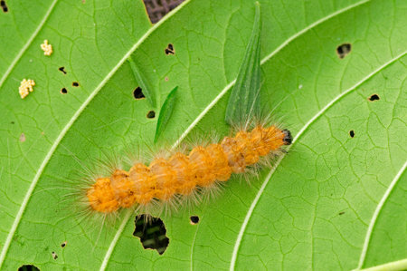 Caterpillar in the green leaf 