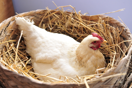 hen chicks are hatchingの写真素材