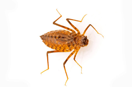 Dragonfly larvaeの写真素材