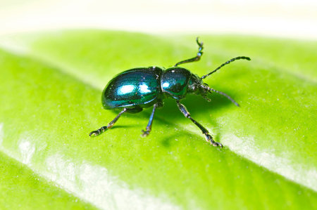 The beetle Chrysolina fastuosa close-up pictures on the green leaves 