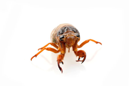 Cicadas in the white background, close-up