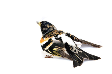 Passerine bird on a white background