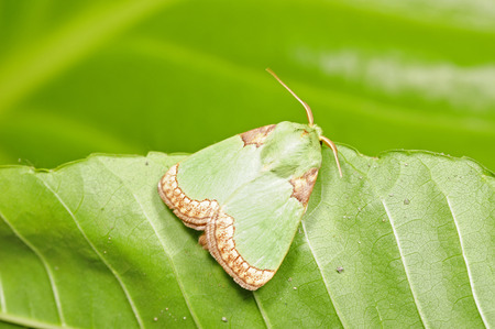 Sphinx in the green leafの写真素材