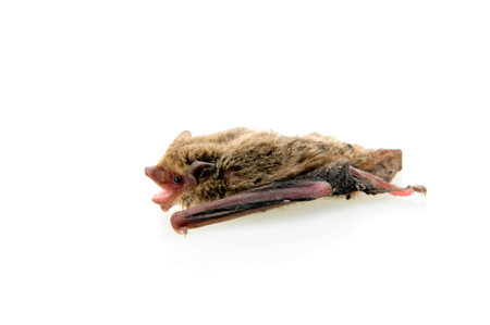 The bat on a white background