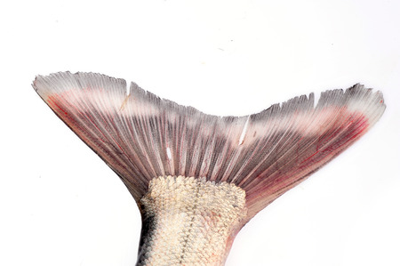 The tail on a white backgroundの写真素材