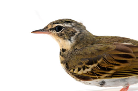 Beautiful birds on a white backgroundの写真素材