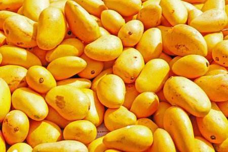 mangoの写真素材