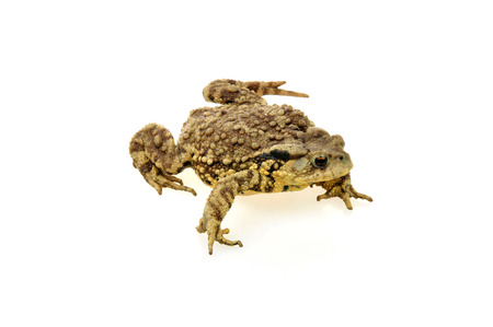 Toad isolated on a white backgroundの写真素材