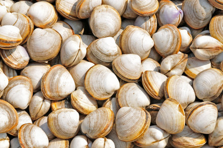 Sea shells