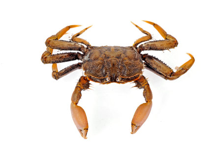 Crab isolated on a white background
