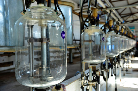 Mechanized milking equipment in the milking parlourの写真素材