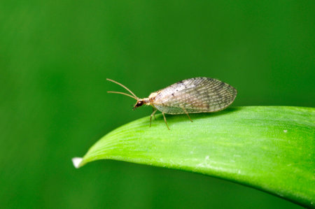 insect on green leaf