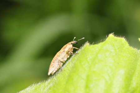 One species of insect has a long nose, like a beetle