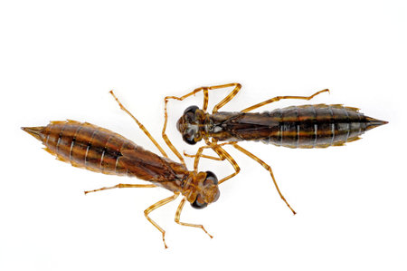 Dragonfly larvae isolated on a white backgroundの写真素材