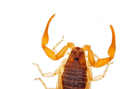 The scorpion on a white background