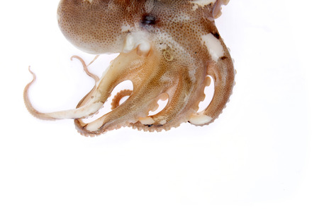 Octopus on white backgroundの写真素材