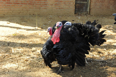 Turkeys on a farm